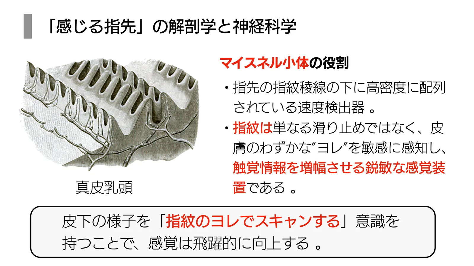 「感じる指先」の解剖学と神経科学