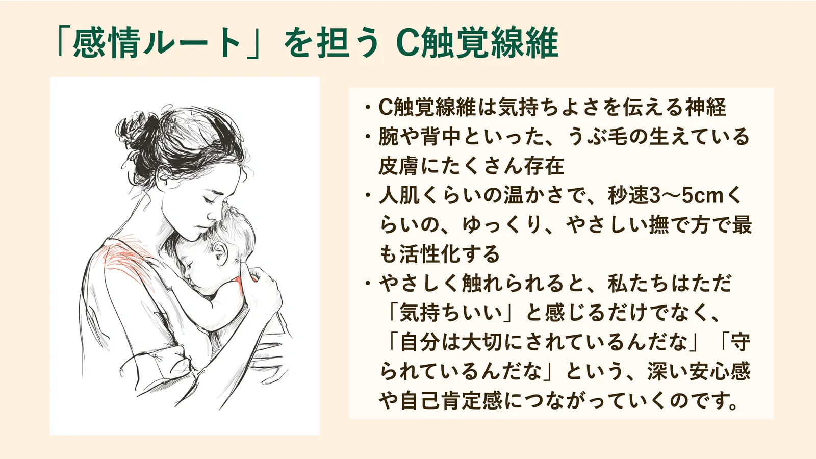 「感情ルート」を担う C触覚線維