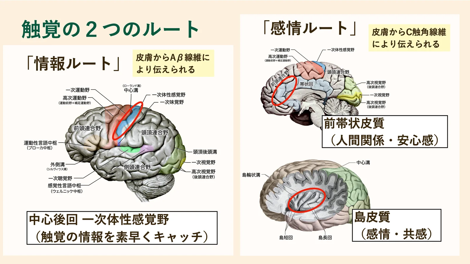 前頭連合野