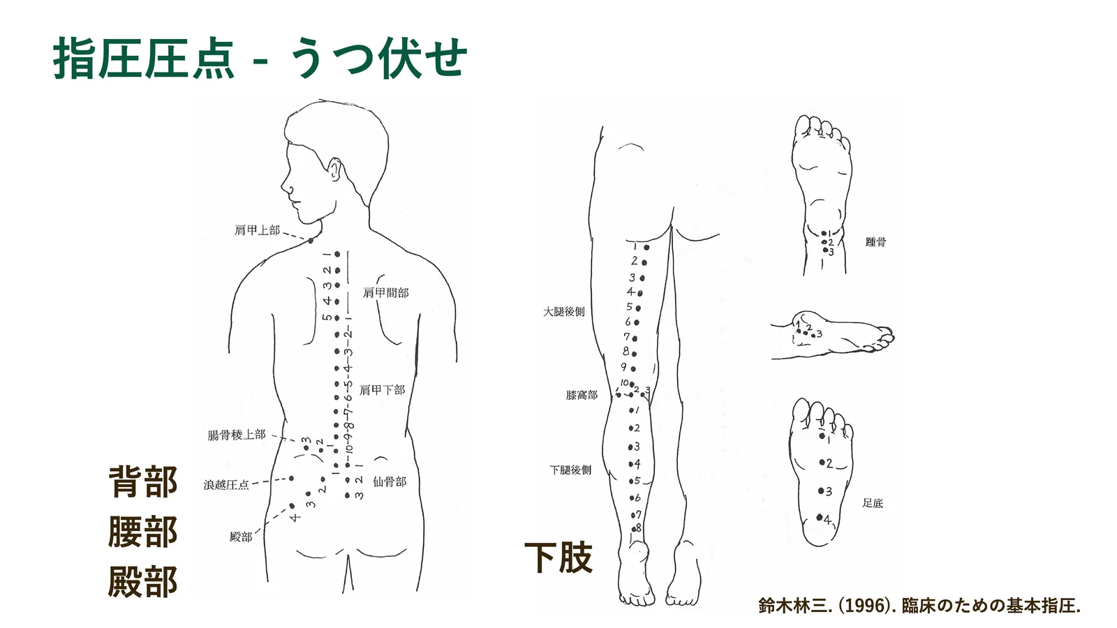 指圧圧点 - うつ伏せ