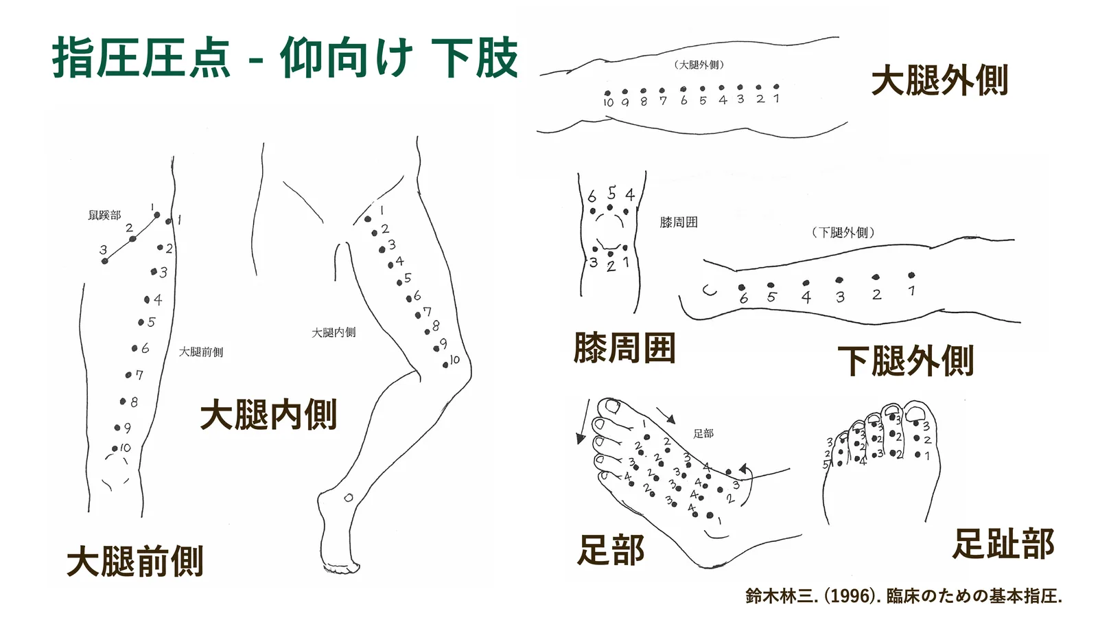 指圧圧点 - 仰向け 下肢