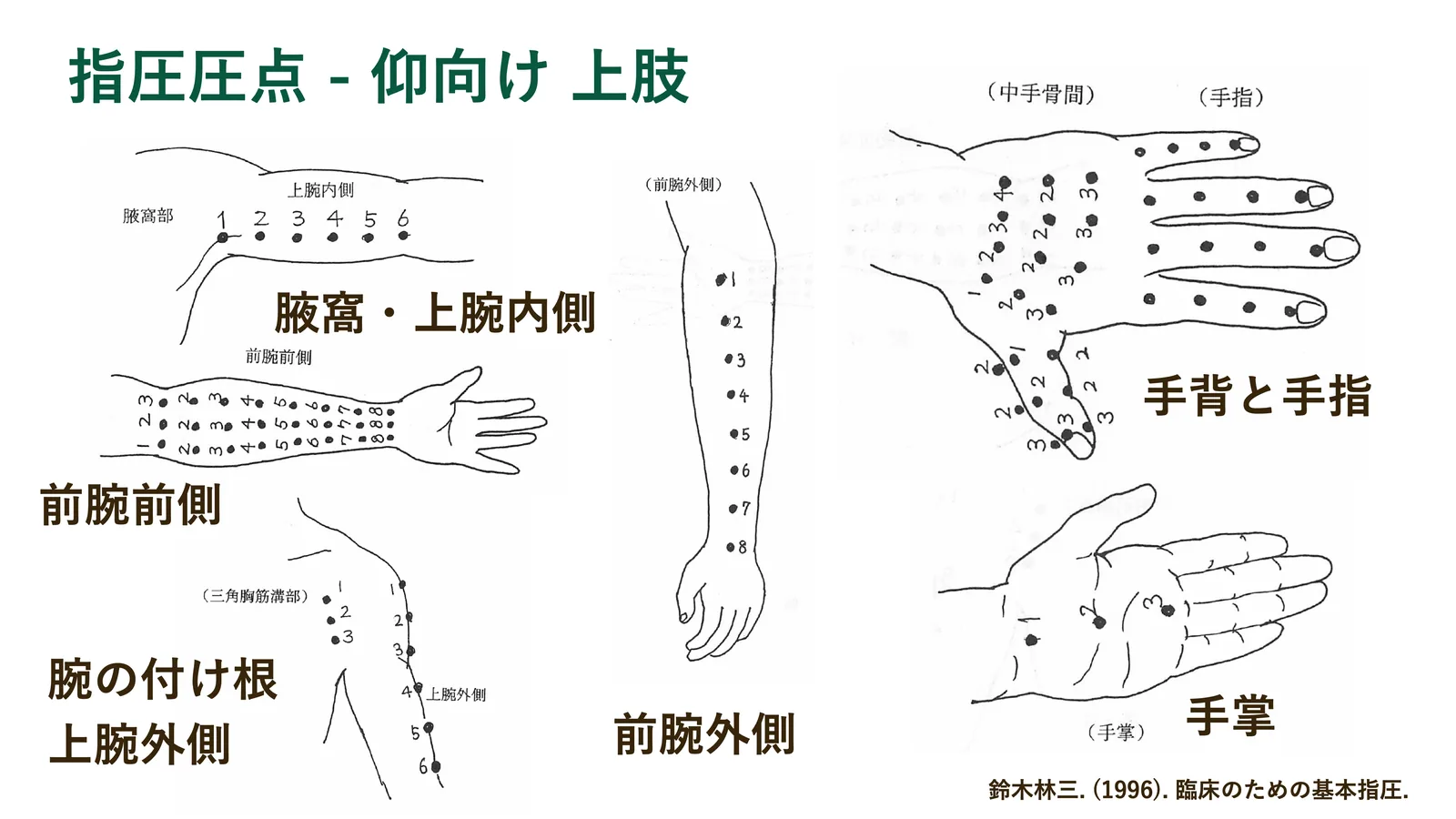 指圧圧点 - 仰向け 上肢